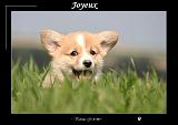 CORGIS joyeux 004